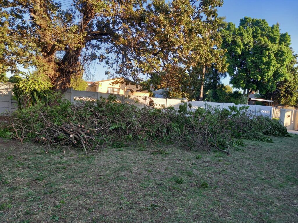 Tree Felling near me